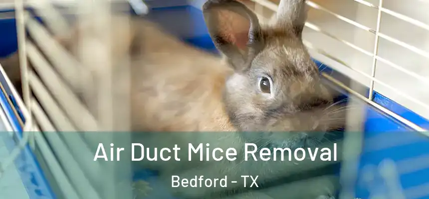 Air Duct Mice Removal Bedford - TX